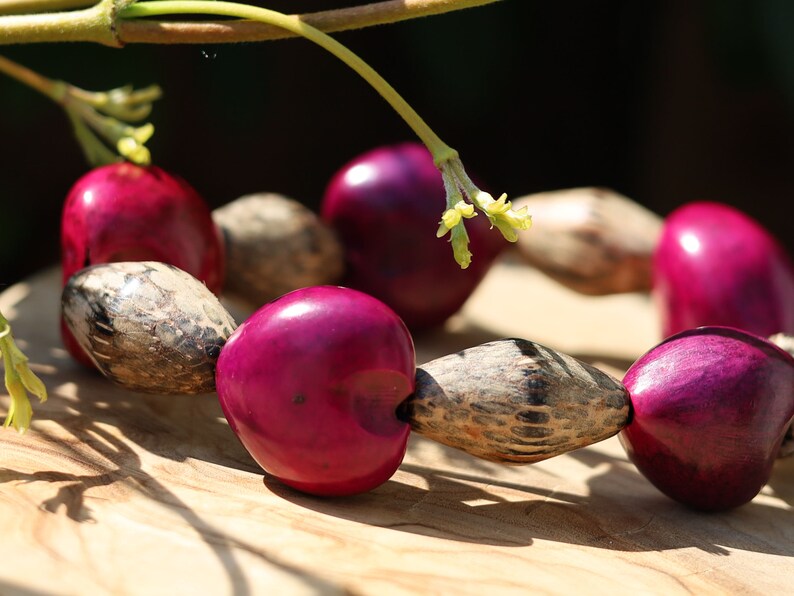 Beautiful large Lumbang seed bordeaux fuchsia Lumbang seed with Palmwood bicone brown beads.