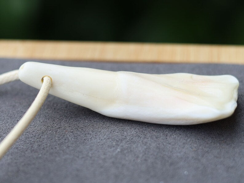 Large Native American Pendant: Buffalo Tooth. The buffalo tooth is a symbol of strength, resilience, and connection to nature.