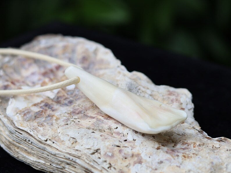 Large Native American Pendant: Buffalo Tooth. The buffalo tooth is a symbol of strength, resilience, and connection to nature.
