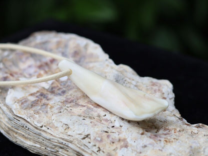 Large Native American Pendant: Buffalo Tooth. The buffalo tooth is a symbol of strength, resilience, and connection to nature.