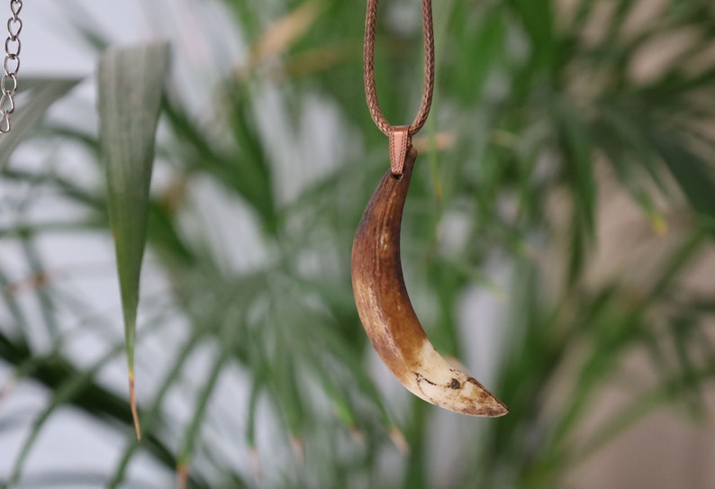 Wild Boar Teeth Natural Bone necklace. hunting traditions and are worn as symbols of bravery,strength,and connection to the outdoors